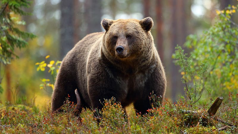 Canadian Hunter Airlifted After Killing Charging Grizzly