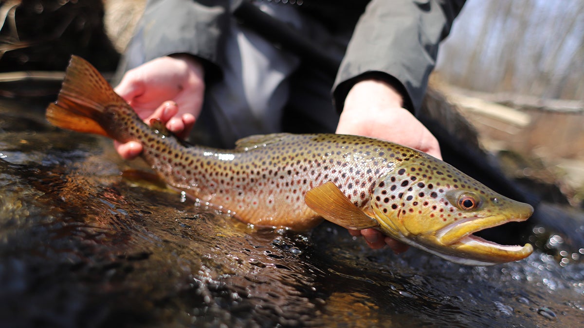 A wild brown trout caught in Pennsylvania.