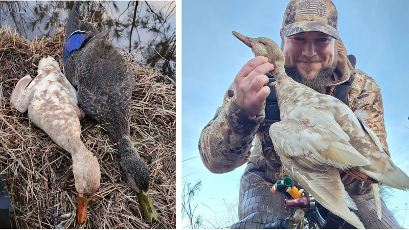 Massachusetts Hunter Bags First Confirmed Leucistic Black Duck