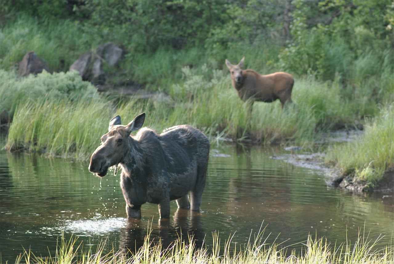 A cow. moose in a waterhole with a calf moose in the background