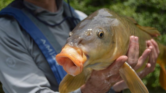 The Cicada Report: Southeast Anglers Are Crushing Carp on Brood XIX Bugs