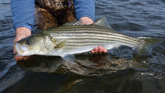 Striped Bass Fishing: A Beginner’s Guide