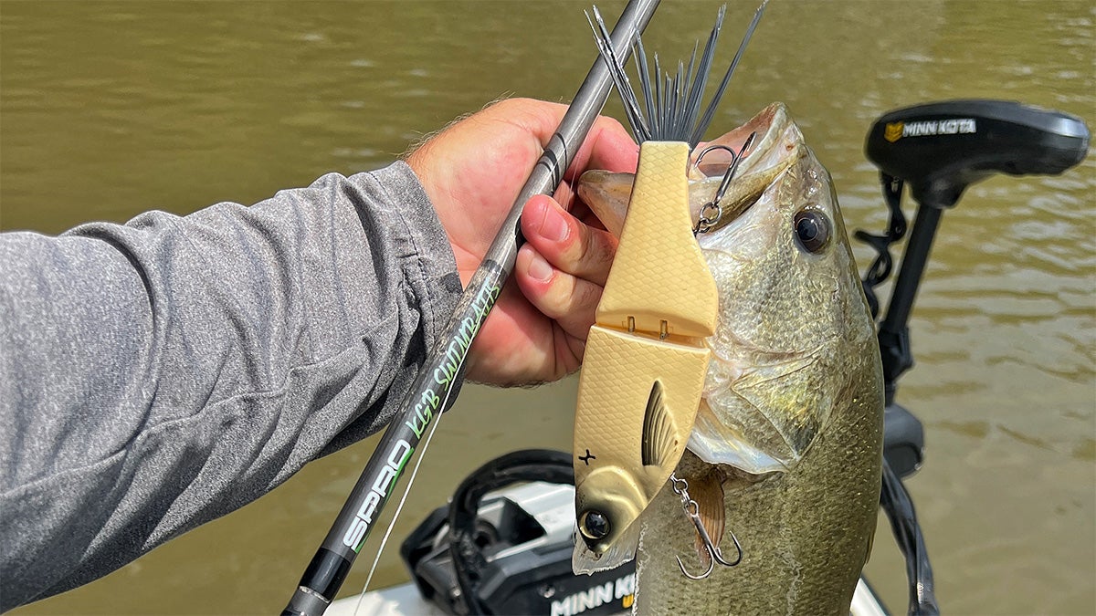 Angler holding largemouth bass with glide bait