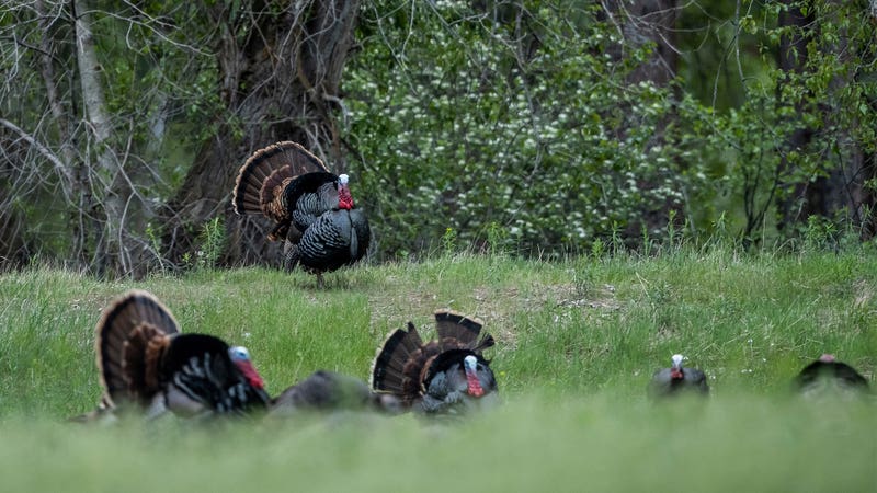 2024 Turkey Season in Review: Eastern Gobbler Rebound, Bearded Hens, Late Gobbling, and Vienna Sausages