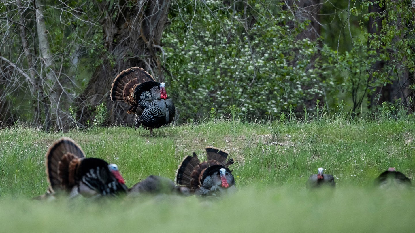 Several tom turkeys strut in a green field with leafy woods in the background.
