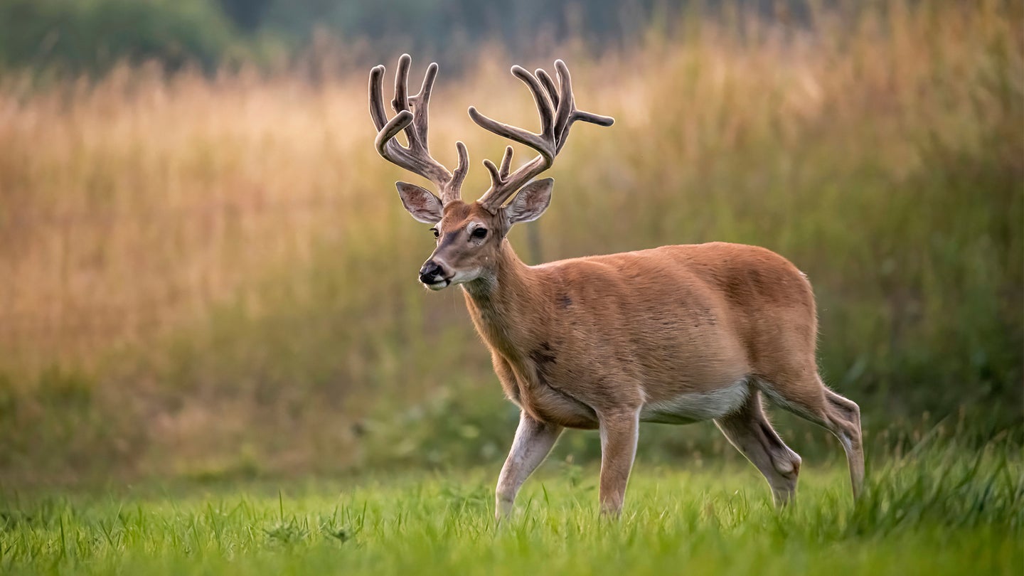 A big whitetail buck with velvet antlers walk through a late-summer field.