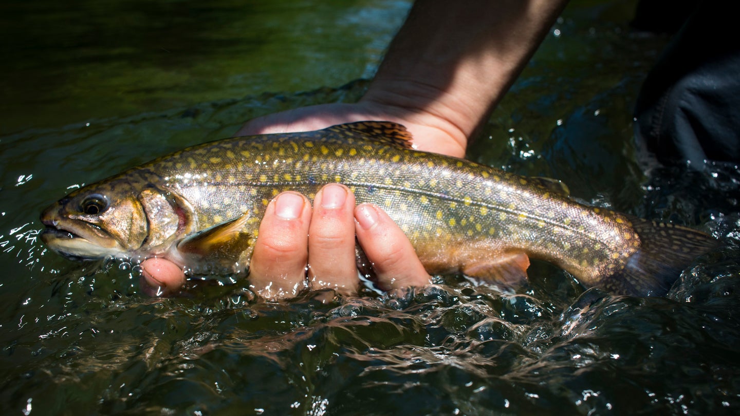 Angler holding a brook trout